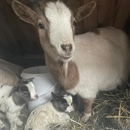 Planinski Dom Jance *